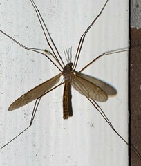 Tipula paludosa