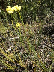 Glischrocaryon behrii