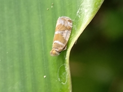 Lophopinae