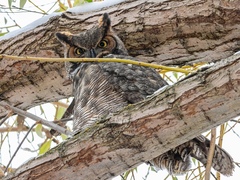 Bubo virginianus