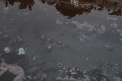 Oligocottus maculosus