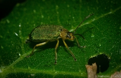 Hoplostines laporteae