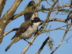 Melithreptus lunatus