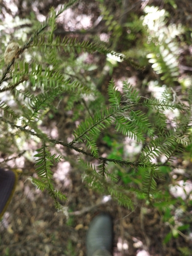 Dacrycarpus dacrydioides