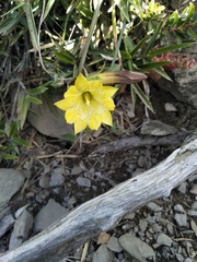 Gentiana scabrida