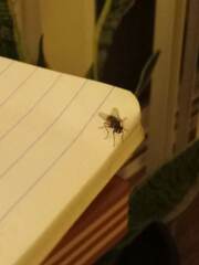 Musca domestica