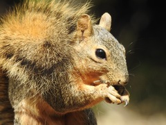 Vertebrata