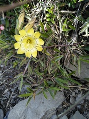 Gentiana scabrida