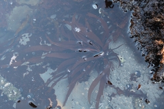 Rhodophyta