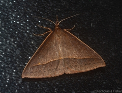 Epidesmia chilonaria