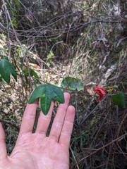 Passiflora aurantia aurantia