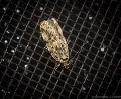 Barea nymphica