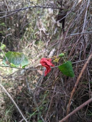 Passiflora aurantia aurantia