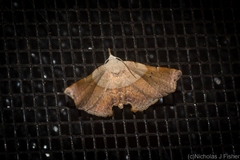 Esthlodora versicolor