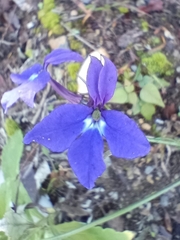 Lobelia