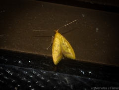 Aeolothapsa malacella