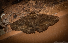 Paradromulia ambigua