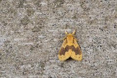 Euproctis purpureofasciata