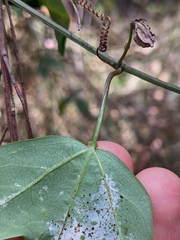 Passiflora aurantia aurantia