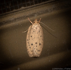 Garrha atripunctatella