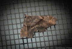 Esthlodora variabilis