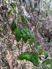 Passiflora aurantia aurantia