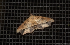 Philogethes metableta