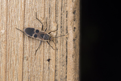 Physopelta gutta gutta