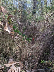 Passiflora aurantia aurantia