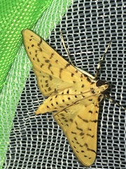 Conogethes punctiferalis