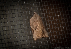 Meritastis ursina