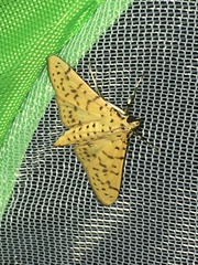 Conogethes punctiferalis