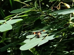 Polistes sagittarius