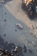 Acanthinucella spirata