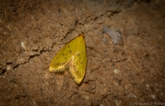 Aeolothapsa malacella