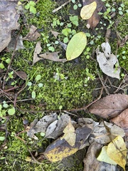Hygroamblystegium varium