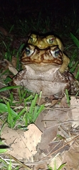 Rhinella icterica