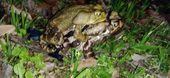 Rhinella icterica