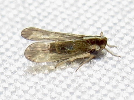 Tagosodes orizicolus, 2022-11-11