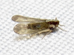 Tagosodes orizicolus