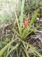 Guzmania monostachia