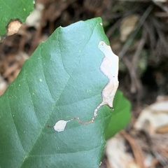 Stigmella