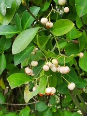 Euonymus japonicus