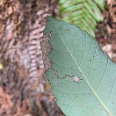 Stigmella