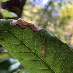 Stigmella