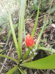 Guzmania monostachia