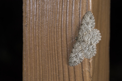 Ectropis arizanensis