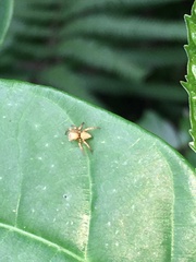 Carrhotus sannio