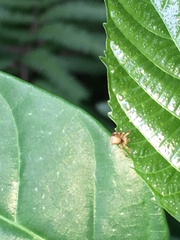 Carrhotus sannio