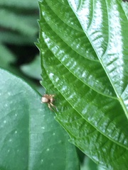 Carrhotus sannio